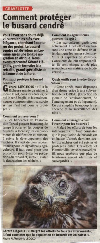 Comment protéger le busard cendré