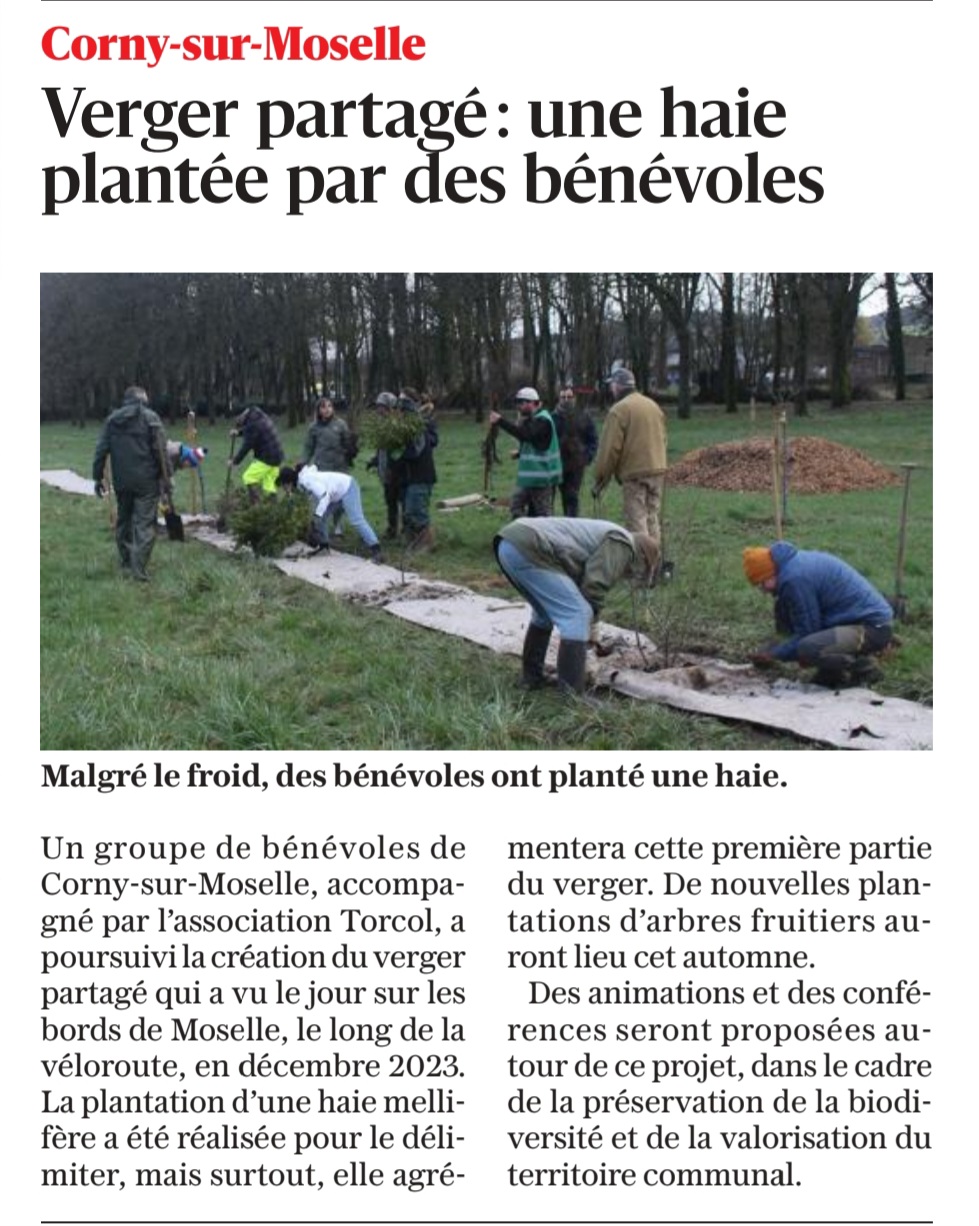 Verger partagé : une haie plantée par les bénévoles