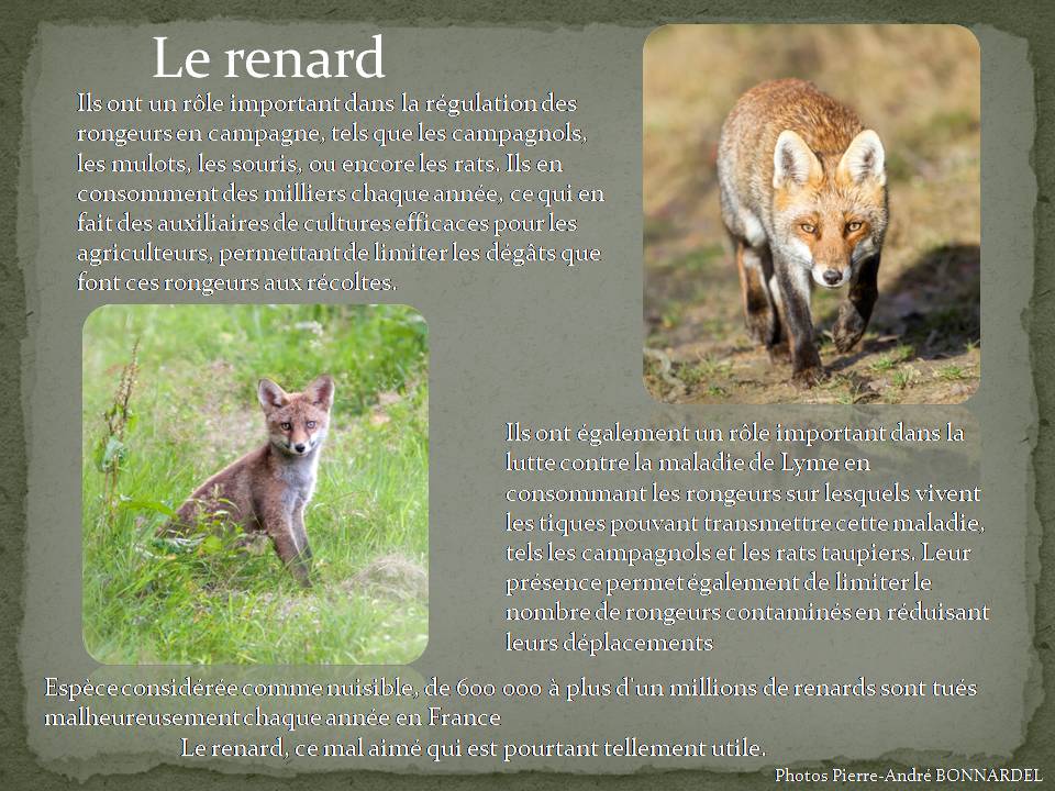 Renard