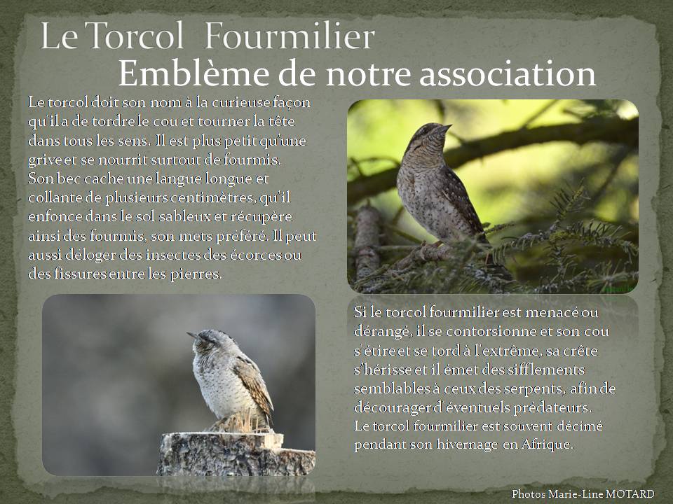 Le Torcol fourmilier