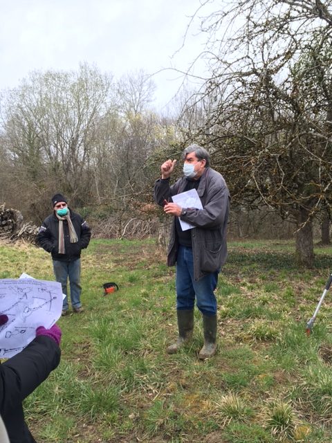 Cours de taille des vieux fruitiers