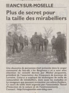 plus-de-secret-pour-la-taille-des-mirabelliers